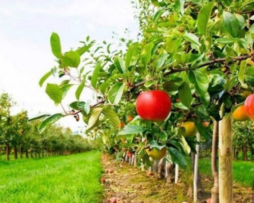 Уряд прийняв програму підтримки розвитку садівництва, виноградарства та хмелярства на 2020 рік