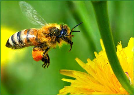 Методичні рекомендації щодо проведення заходів при підозрі на отруєння бджіл пестицидами