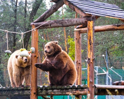 Проведено нараду щодо збереження центру реабілітації ведмедів