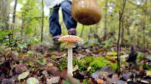 Отруєння грибами: профілактика та перша допомога
