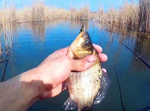 Встановлено весняно-літню нерестову заборону на лов водних біоресурсів